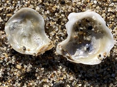 Ostrea lurida