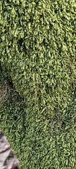Homalia trichomanoides