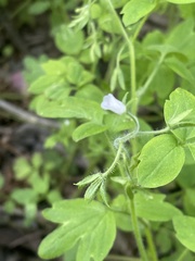Phacelia ranunculacea