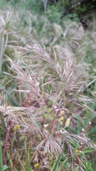 Festuca ligustica