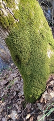 Homalia trichomanoides