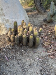 Trichocereeae