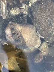 Pagurus granosimanus