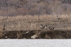 Branta canadensis