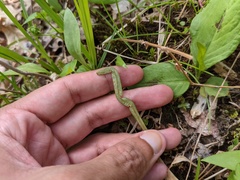 Puccinia mariae-wilsoniae