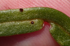 Puccinia mariae-wilsoniae