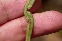 Puccinia mariae-wilsoniae