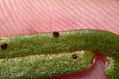 Puccinia mariae-wilsoniae