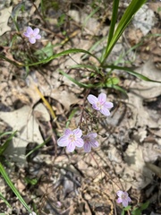 Claytonia caroliniana
