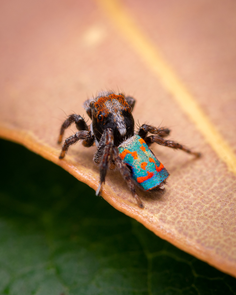 Amiable Peacock Spider