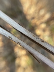 Antistrophus