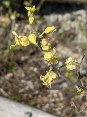 Streptanthus diversifolius