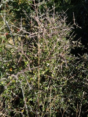 Coprosma dumosa