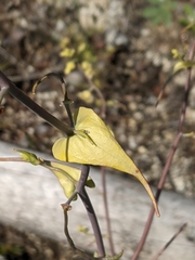 Streptanthus diversifolius