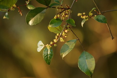 Zanthoxylum nitidum
