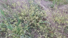 Geranium dissectum