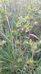 Geranium dissectum