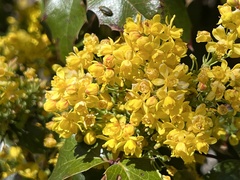 Berberis aquifolium