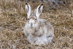 Lepus townsendii