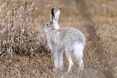 Lepus townsendii