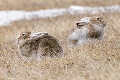 Lepus townsendii