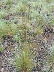 Festuca idahoensis