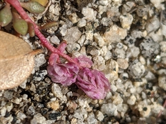 Calyptridium pulchellum