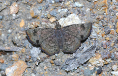 Systasea microsticta