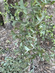 Lactuca ludoviciana