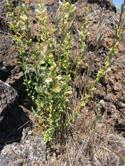 Penstemon deustus