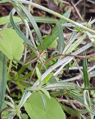 Leptotarsus albistigma