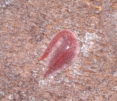 Australopacifica spectabilis