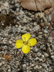 Camissonia sierrae sierrae