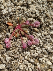 Calyptridium pulchellum