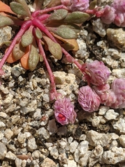 Calyptridium pulchellum