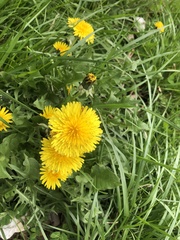 Taraxacum officinale