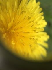 Taraxacum officinale