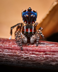 Maratus harrisi