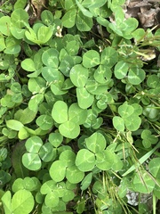Trifolium repens