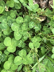 Trifolium repens