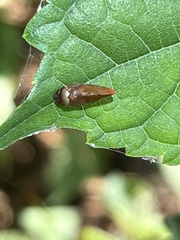 Eoscarta