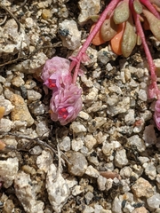 Calyptridium pulchellum