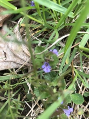 Glechoma hederacea