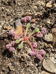 Calyptridium pulchellum