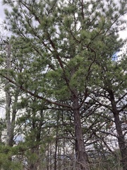 Pinus pungens