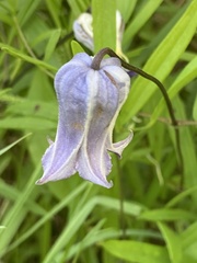 Clematis socialis