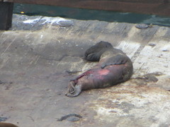 Zalophus californianus
