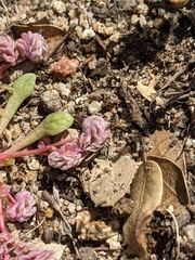 Calyptridium pulchellum