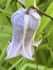Clematis socialis