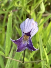 Clematis socialis